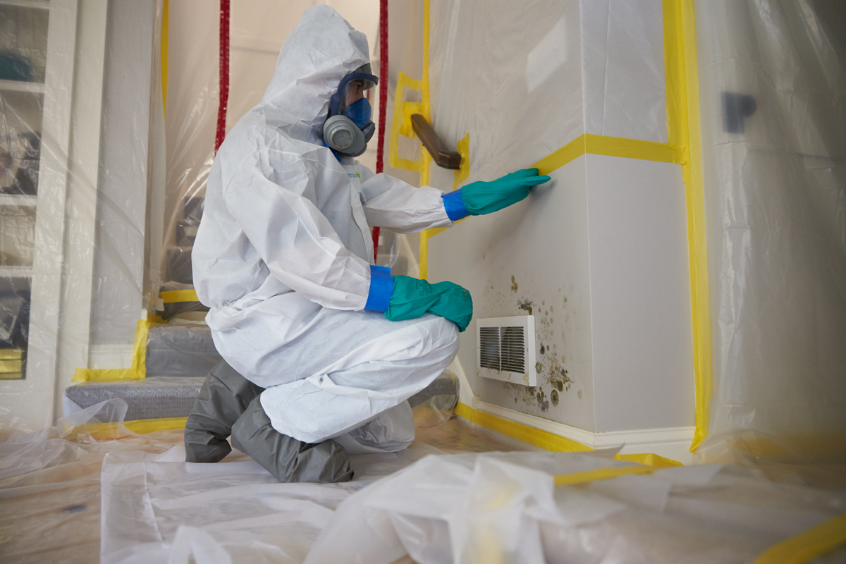 mold damage repair mold damage repair